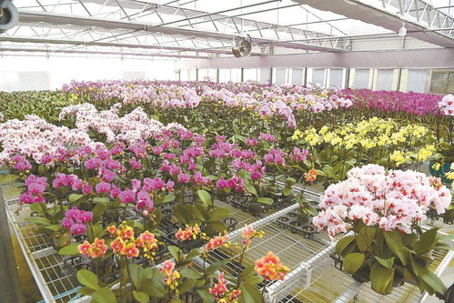 花卉工厂 兰香四溢，专业苗木零售