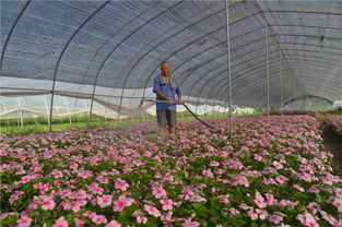 小村庄里的大变化 西咸新区花卉苗木零售业蓬勃兴起