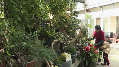 春来花枝俏 青田花卉苗木市场生意回温