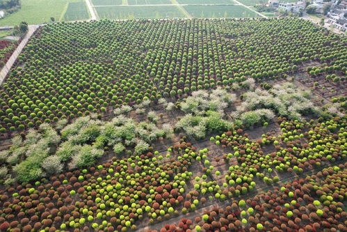 四川内江 多彩花卉苗木点缀田间 零售市场迎来生机