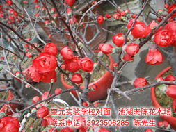 迎新春老陈花木批发零售欢迎您