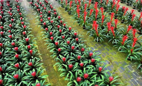 任丘花经济绽放 产业集聚发展，花卉苗木零售点亮新商机