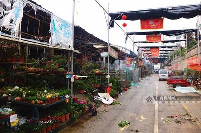 广西花鸟交易市场秩序井然 除受灾区域外正常营业 花卉苗木零售供应稳定