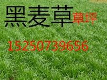 黑麦草种子价格解析与购买指南 花卉苗木零售市场全景