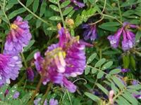 光叶紫光苕种子零售价格解析及高清图片欣赏——江苏兰林花卉苗木种业