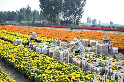 金秋到 鲜花俏 花卉苗木零售市场迎来旺季
