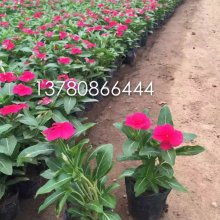 花卉苗木零售 开启绿色生活的美丽选择