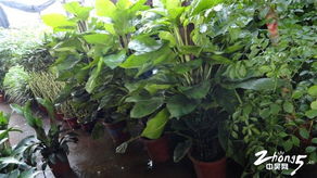 常州新区花木 一站式花卉苗木租赁与零售，商务信息荟萃