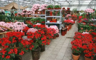 生活派 | 秋季成都花市巡礼 把春天带回家