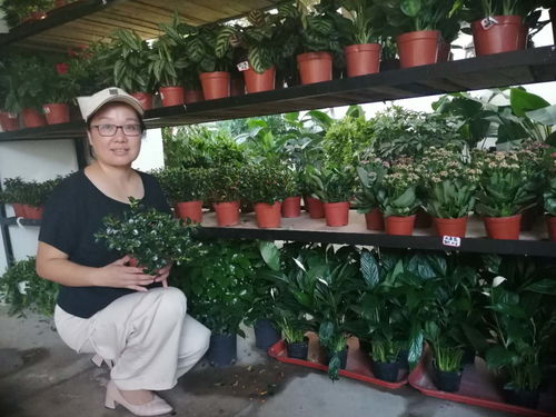 鄂州风信子 让万卉千花点染画廊的花卉苗木零售