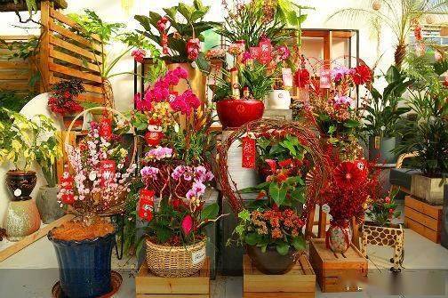 抗疫主题花卉亮相丰台，为生活注入希望与力量