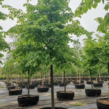 浙江苗木价格参考及零售指南