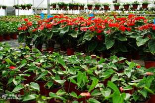 三原馨盛花卉苗木养殖基地剪影之二 花卉苗木零售的艺术与温度