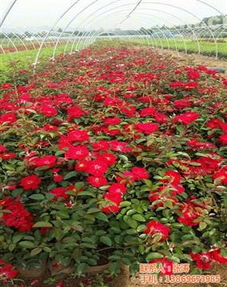 青州市君诚花卉苗木专业合作社 热卖促销中的花卉苗木零售指南