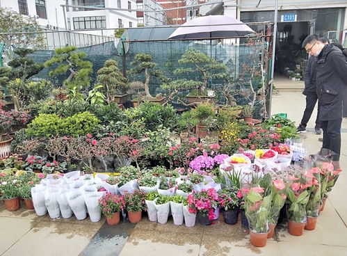 疫情之下花卉苗木零售市场行情 实地走访见闻