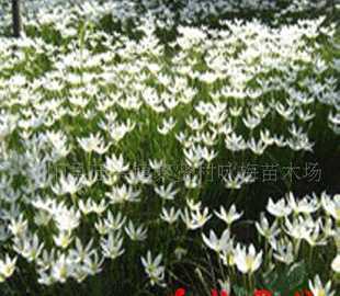 深圳市福田区华林园艺 花卉苗木零售的优质选择