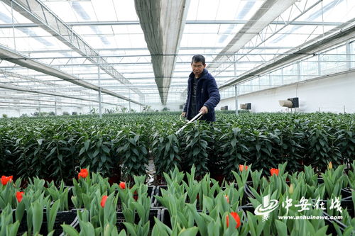 安徽阜阳 特色花卉苗木产业绽放“美丽经济” 助力乡村振兴