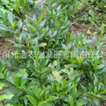 花卉苗木零售——贵州元浩农业发展有限责任公司的绿色产业布局