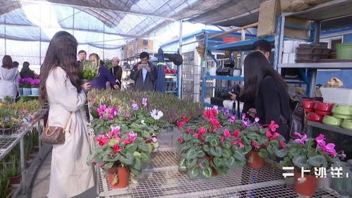 沙洋市苗木花卉产业发展综述 从规模化种植到零售市场拓展