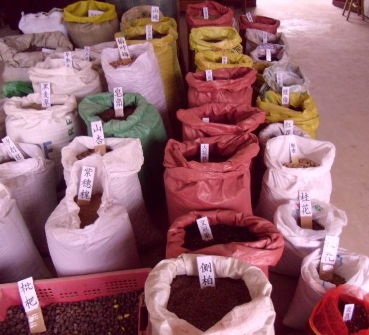 法国冬青种子购买指南 供应渠道与金农网信息解析