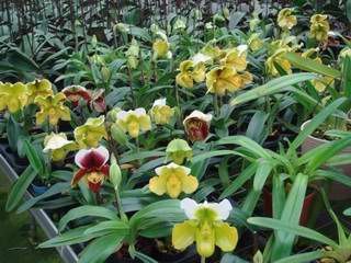 兜兰种苗与开花株 专业供应与零售指南