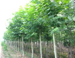 江苏永信花木公司 城市绿意与生活美学的专业供应商