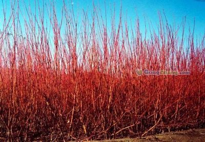 山东红瑞木价格与厂家直销 青州森淼花卉苗木一站式采购指南